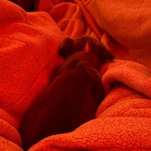 Meet your Posher, Rodolfo